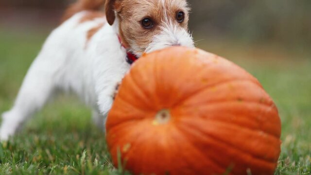 Cute funny playful pet dog puppy playing and chewing, eating a pumpkin. Happy thanksgiving day or halloween.