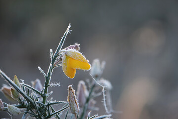 Detail of frosty whin yellow flower