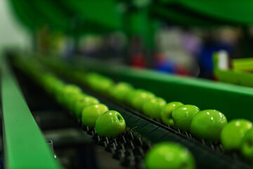 Focus on a production line specifically designed for sorting and selecting apples. Green ripe...