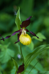 Cypripedium calceolus beautiful yellow flower on green background with nice bokeh