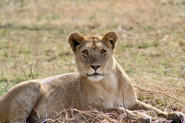 Lion