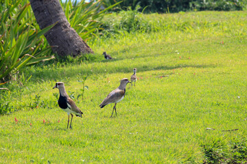 Southern Lapwing family
