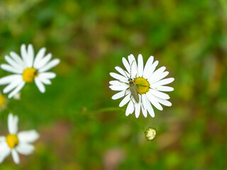 An insect beetle sits on a chamomile flower. Chamomile meadow flower