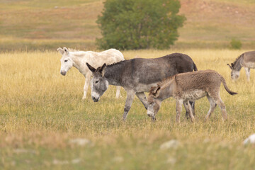 Wild Donkeys In South Dakota