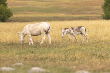 Mother and Baby Wild Donkey
