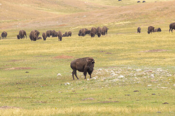Wild Bison In Grassy Field in South Dakota