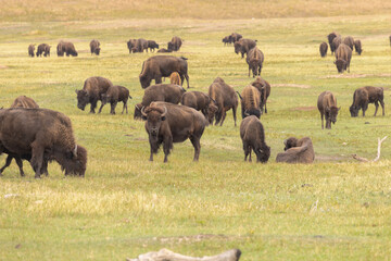 Field Of Wild Bison In Custer State Park South Dakota