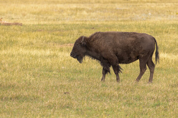 Young Bison In Grassy Field In South Dakota