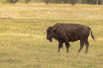 Wild Young Bison In South Dakota