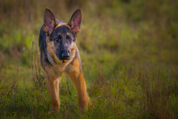 2021-11-29 A GERMAN SHEPARD PUPPY STANDING IN A GREEN FIELD WITH EARS UP AND A BLURRY BACKGROUND