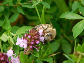 The western honey bee or European honey bee (Apis mellifera) is the most common of the 7–12...