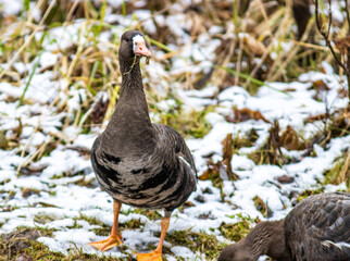Greater white-fronted goose on the river bank