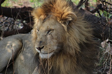 Lion