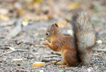 red squirrel standing on the ground in the forest and eating bread