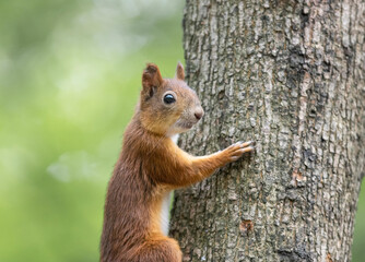 red squirrel sitting on a tree in the forest