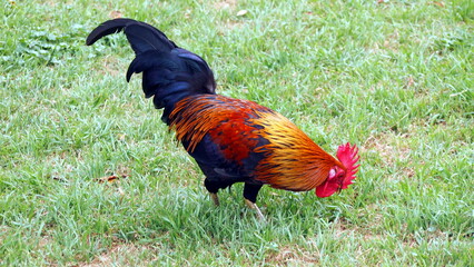 Red orange rooster chicken with emerald blue tail feathers 
Beautiful Bantam male standing on the ground. Animal and nature concept.
Colorful wild chickens