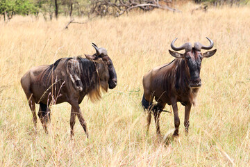 Wildebeest 
