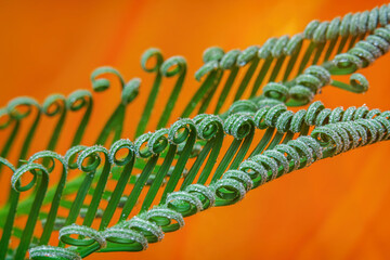 Close-up of green leaf of Cycas, sago palm tree on bright orange background. Natural exotic texture
