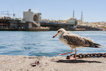 Seagull Walking on Waterfront Stone Wall