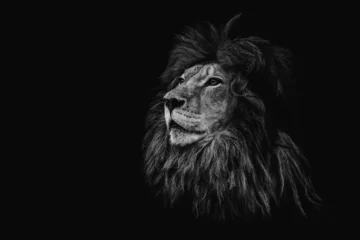 Gardinen Porträt eines schönen Löwen und Kopienraums. Löwe im Dunkeln © Denis