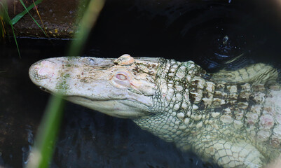Albino Alligator