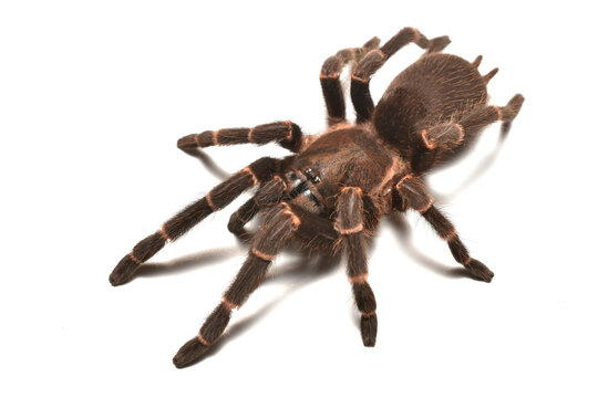 Closeup picture of a mature female of the brown dwarf tarantula spider Selenocosmia kovariki (Araneae: Theraphosidae) from northern Vietnam, photographed on white background.