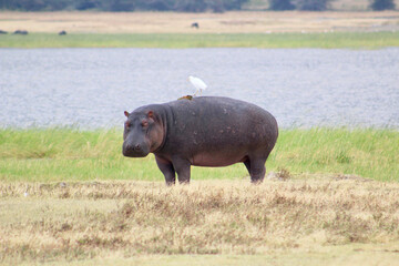 Hippo