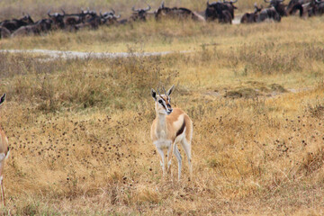 impala in the savannah