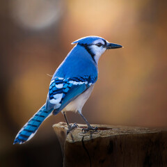 blue jay perched on a branch