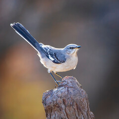 mockingbird