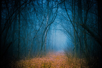 Obraz premium Enchanted pathway, covered with yellow leaves through the autumn forest among high trees in cold tones.