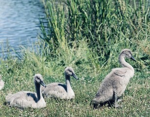 family of swans