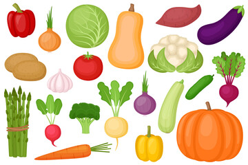 Set of fresh ripe vegetables, vector illustration