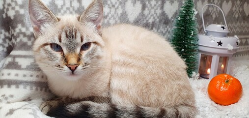 Beautiful cat and Christmas background. Cute cat and white snow. Christmas cat.