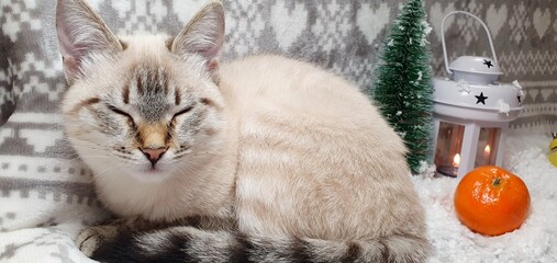 A beautiful cat is sleeping. Christmas background. Cute cat and white snow. Christmas cat.