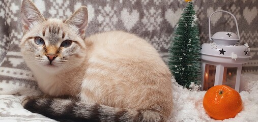 Beautiful cat and Christmas background. Cute cat and white snow. Christmas cat.