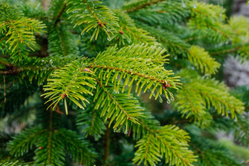 green fir branches with dew drops