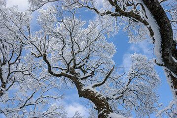 fresh snow on the trees against the blue sky and clouds