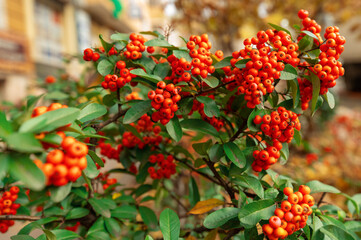 Red rowan on a bush with green leaves in the autumn city