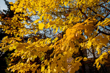 Yellow leaves on a tree in a city park against a blue sky