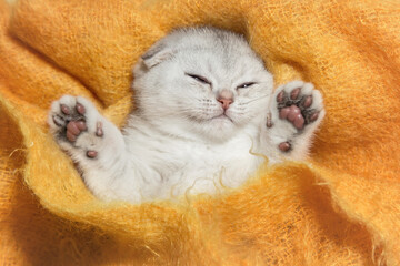 Cute young silver lop-eared Scottish Fold as11 kitten sleeping. Kitten on yellow background. A breed of domestic cat with natural dominant-gene mutation. © Татьяна Яблокова
