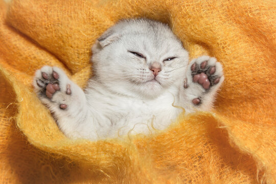 Cute young silver lop-eared Scottish Fold as11 kitten sleeping. Kitten on yellow background. A breed of domestic cat with natural dominant-gene mutation.