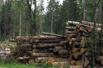 Stacked logs in the forest after sanitary treatment of dry and dead trees against a background of green coniferous forest