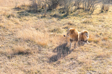Two majestic lions in the savannah. Family pride of animals in the wild