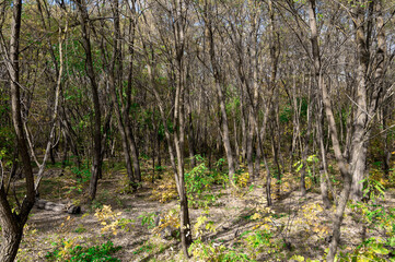 Path in an unkempt autumn forest with small trees