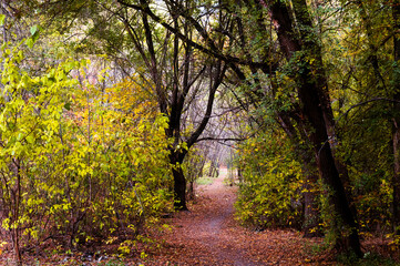 Path in an unkempt autumn forest with small trees