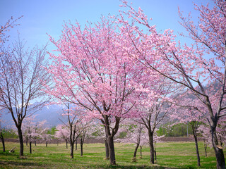 中札内の桜