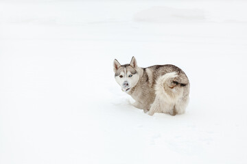 Young dog siberian husky breed playing in the snow after heavy s