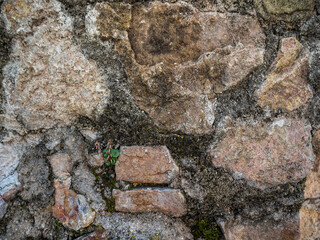 textura pared de piedra con una planta verde 