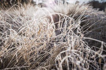 Winter landscape in Nevado de Toluca, with the grass frozen by the morning dew, the ice crystals...